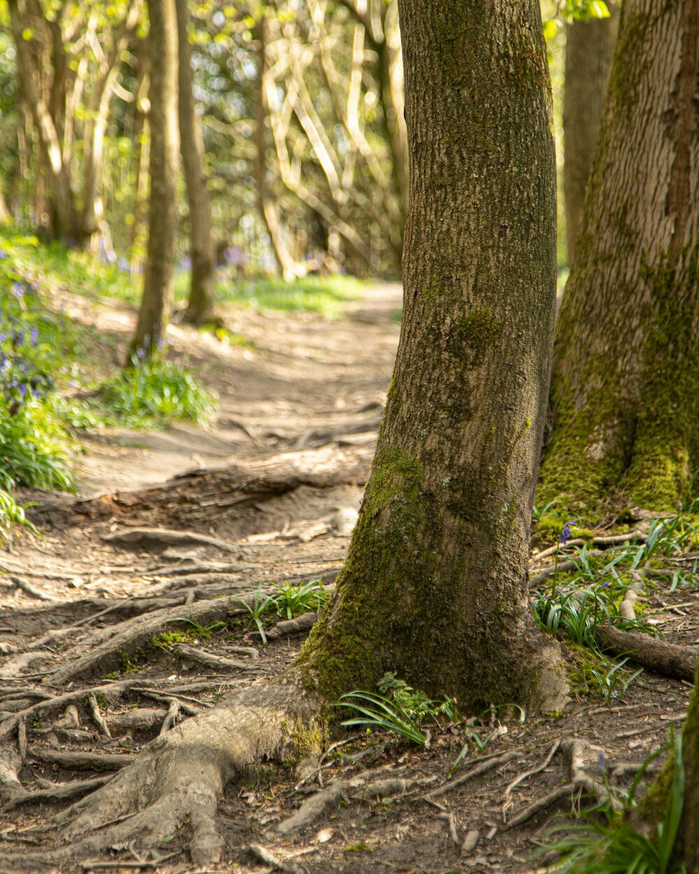 Woodland path through English bluebell wood with mossy trees