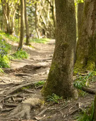 Woodland path through English bluebell wood with mossy trees